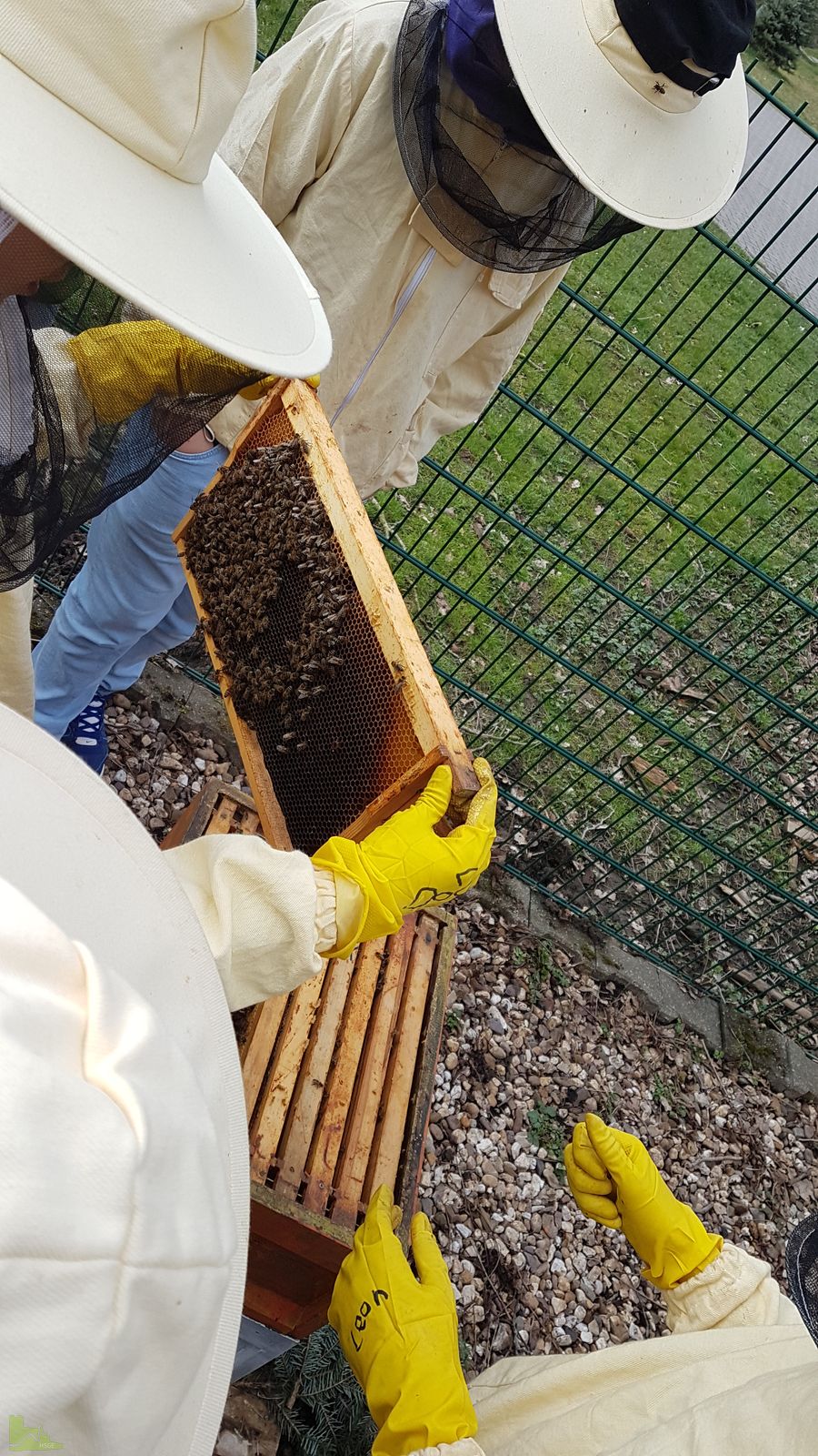 Die Bienen sind erwacht